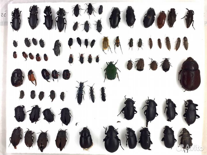 Сухие насекомые для пособий, коллекций, сувениров