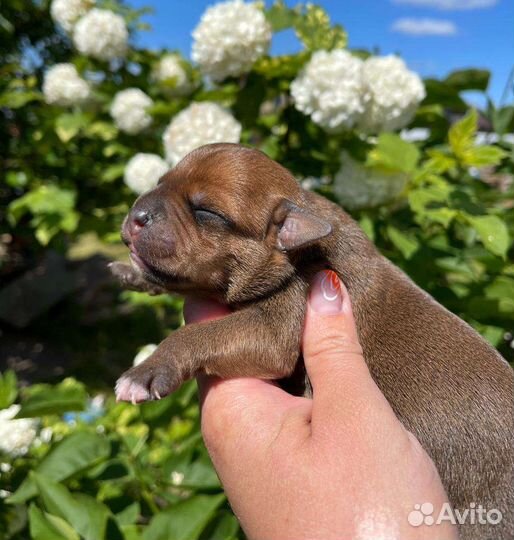 Щенки стаффордширского бультерьера