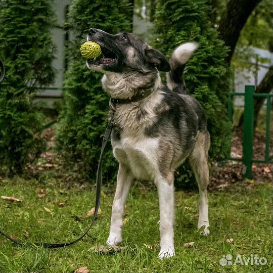 Бывшедомашний пес, нужен дом, в добрые руки