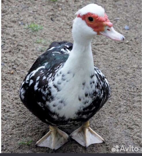 Индоутки, (в Можайске)