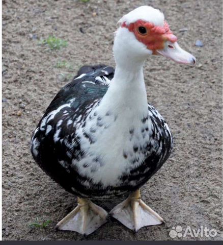 Индоутки, (в Можайске)