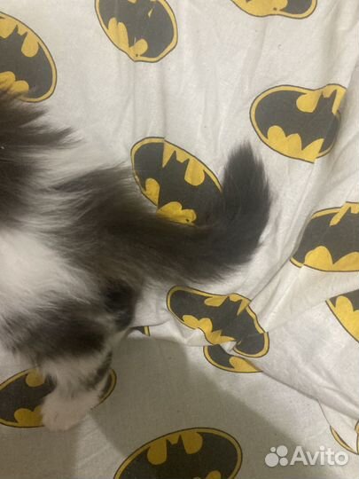 Котята мейн-кун смесь с курильский бобтейл