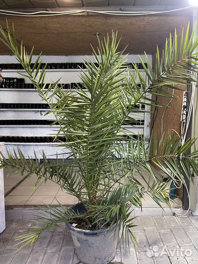 Пальмы разных размеров