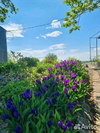 Ирис бордюрный