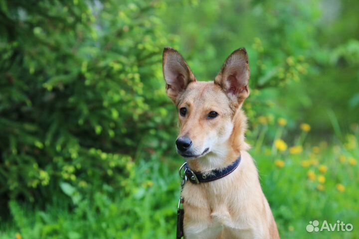 Собака молодая стерилизованная