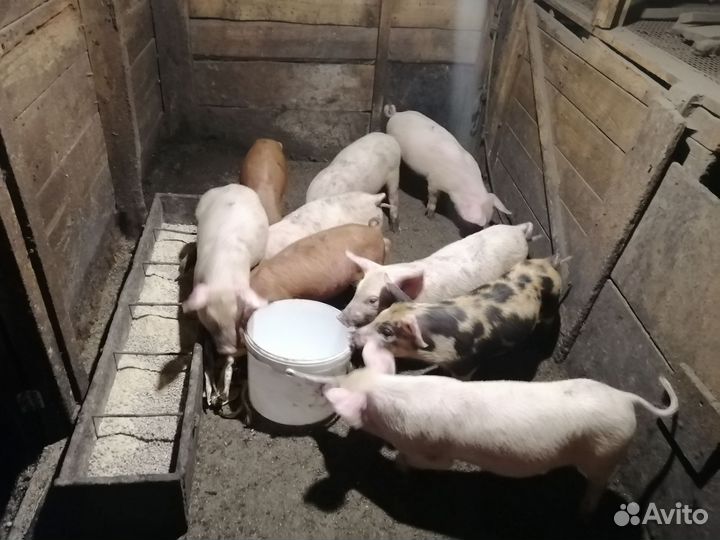 Поросята