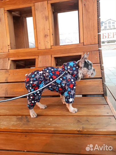 Комбинезон-плащ для собак маленьких/средних пород