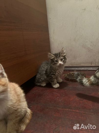 Котята