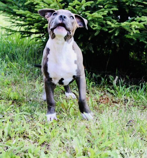 Амстафф щенки и подрощенные РКФ