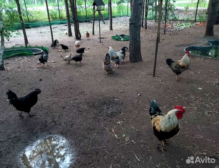 Продам петухов