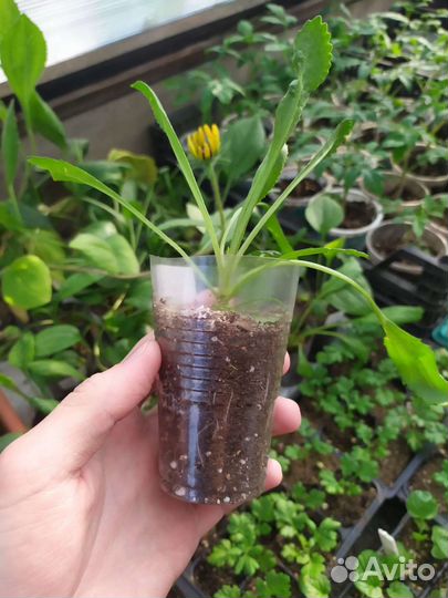 Нивяник великолепный 