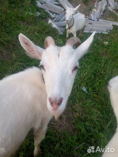 Коза дойная молочная