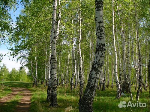 Ищу компаньона