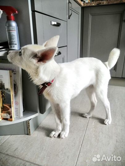 Щенок в добрые руки бесплатно