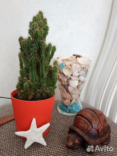 Продам кактус