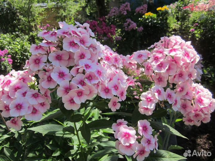 Флоксы 5 сортов