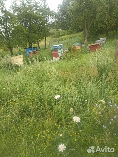 Продается пасека