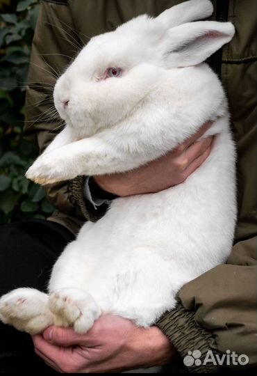 Кролик нзб самец 3 месяца