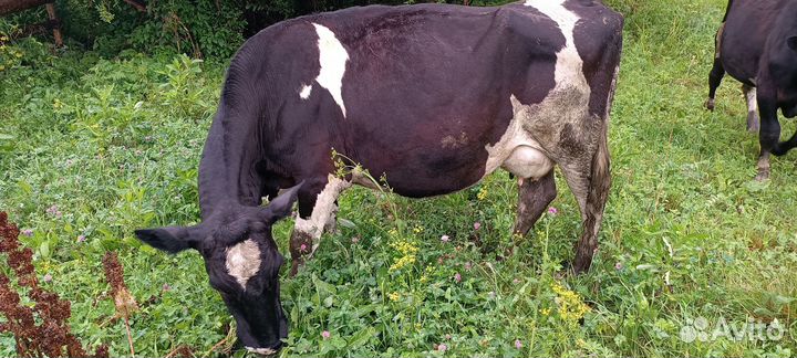 Коровы быки телята
