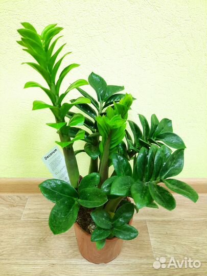 Замиокулькас Зензи