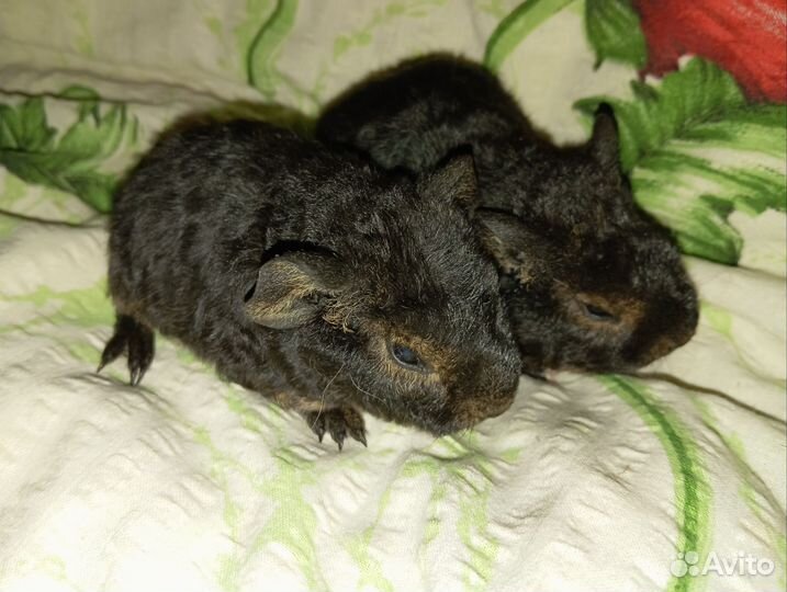 Морские свинки Тедди окраса Тан