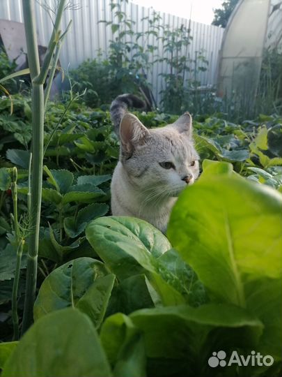 Кот