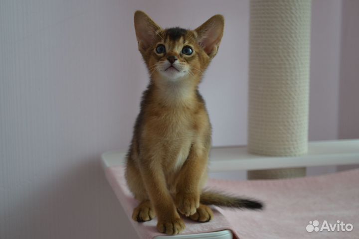 Абиссинская