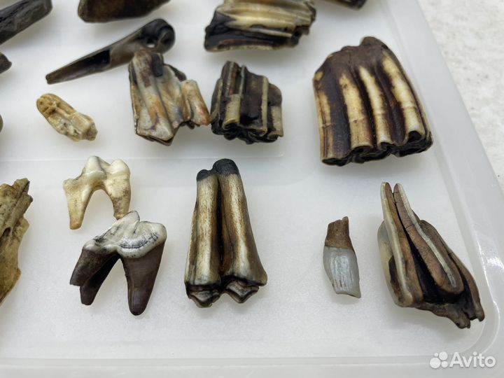 Кости животных/декор/эзотерика