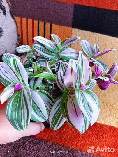 Традесканции сортовые