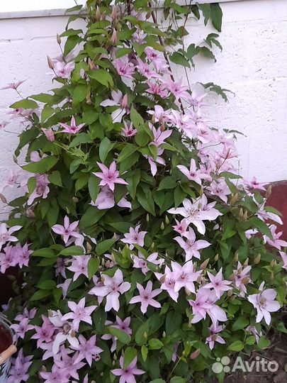 Цветы многолетки