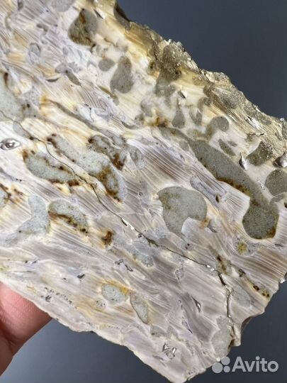 Окаменелое дерево спил (55)