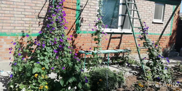 Ипомея шикарная лиана