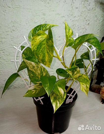 Шпалера для комнатных растений