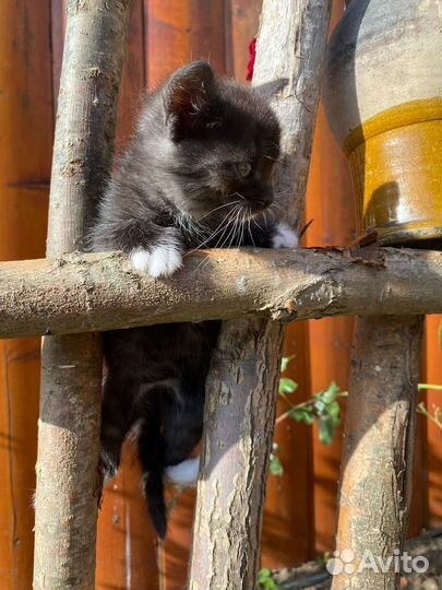 Шотландский котенок
