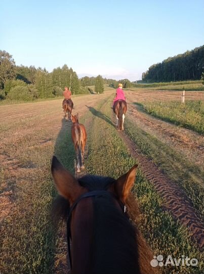 Конные прогулки