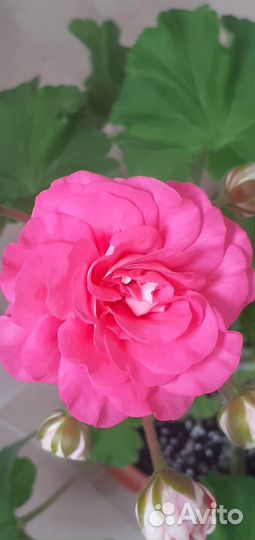 Пеларгония та Майская роза