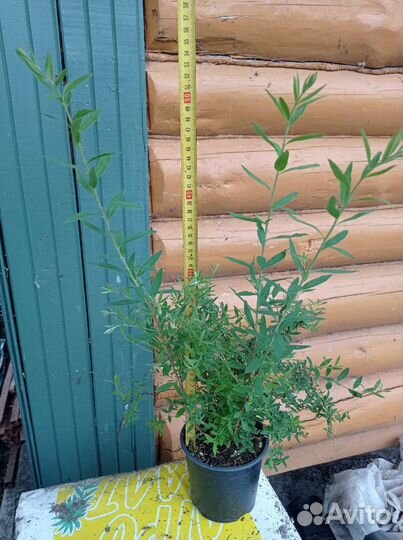 Спирея серая Грефшейм