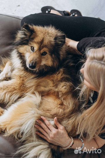 Оленегонная собака в добрые руки