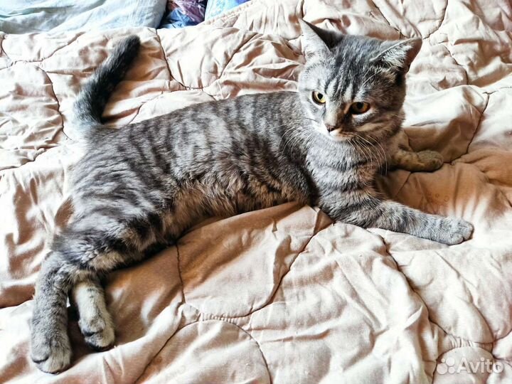 Котик в добрые руки