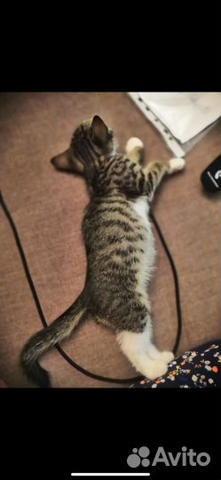 Кошка в дар