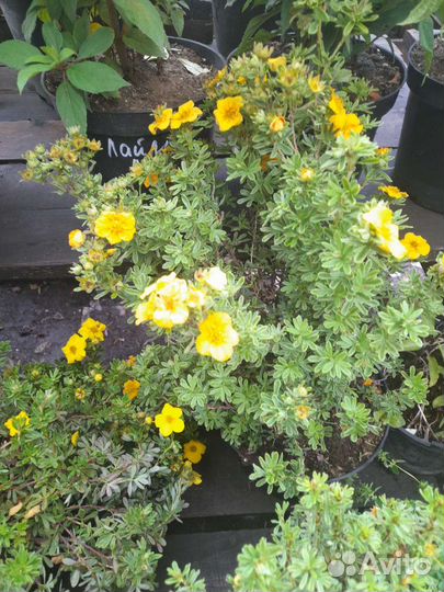 Лапчатка кустарниковая, спирея