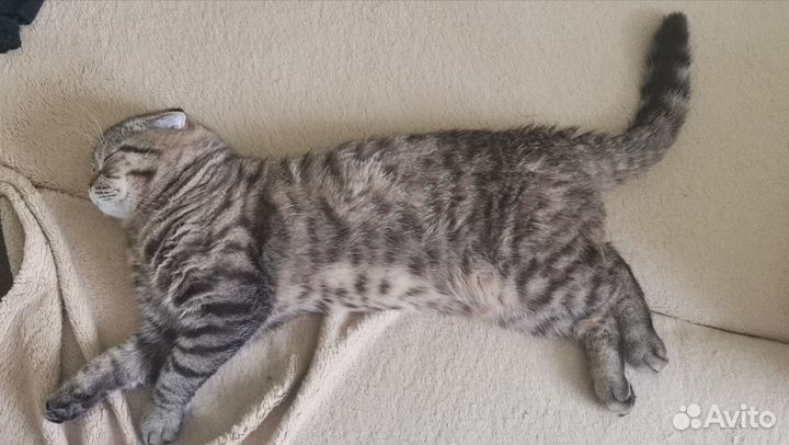 Вислоухий кот для случки