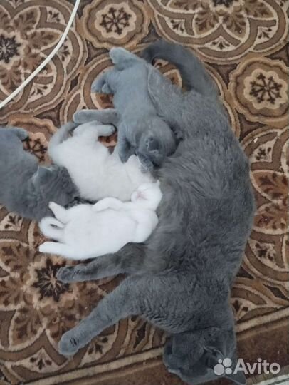 Британские котята