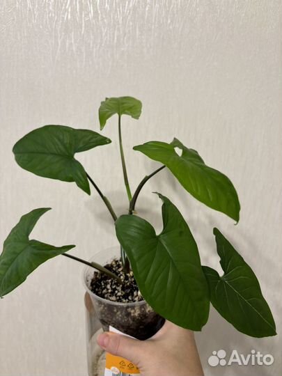 Сингониум империал еллоу