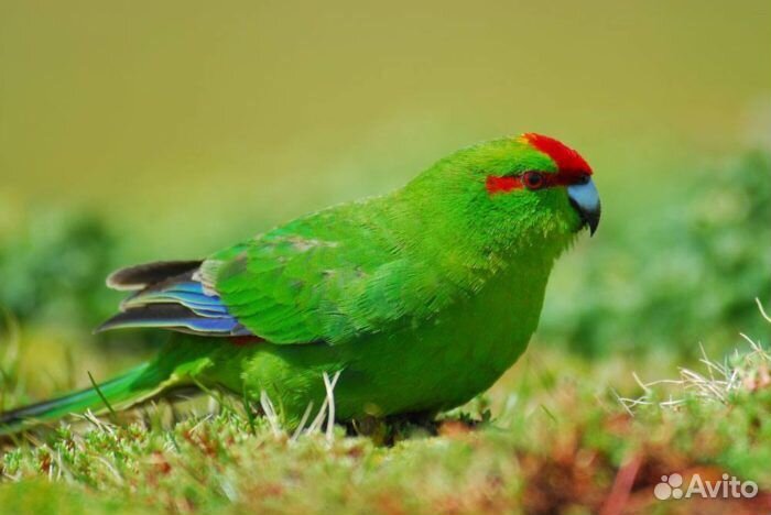 Попугаи какарики разных цветов