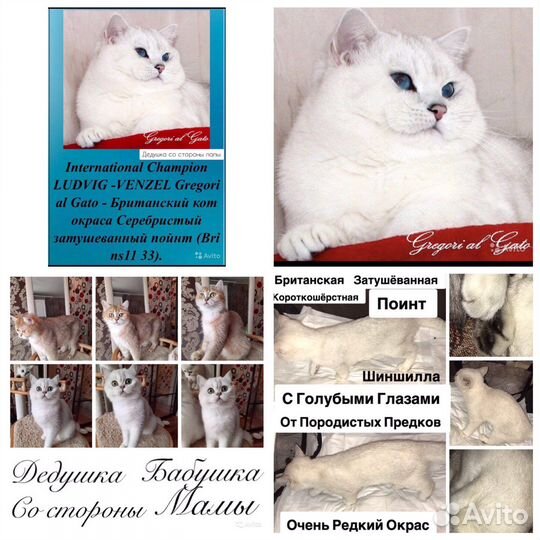 Котята Британцы, Серебристые шиншилла