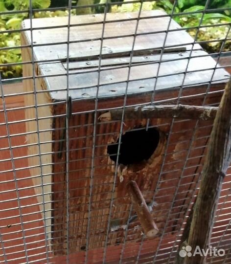 Гнездо для попугаев