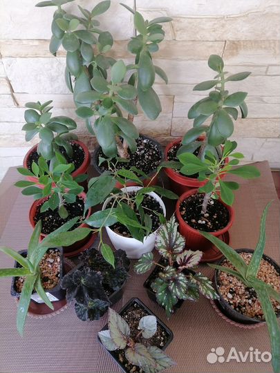 Комнатные цветы