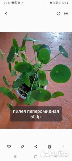 Комнатные цветы