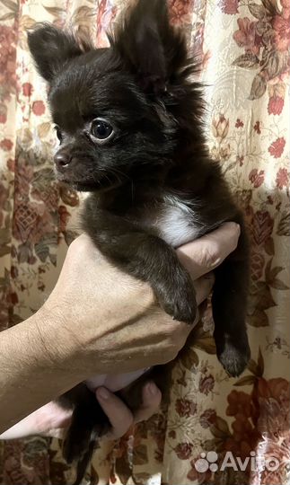 Щенки чихуахуа
